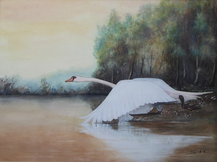 Envol du cygne